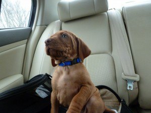 Sam the dog in the car